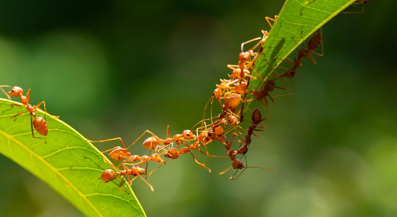 მეცნიერებმა გადაიღეს, როგორ ატყუებს ჭიანჭველებს პარაზიტი, რომ საკუთარი დედა ჭიანჭველა მოკლან